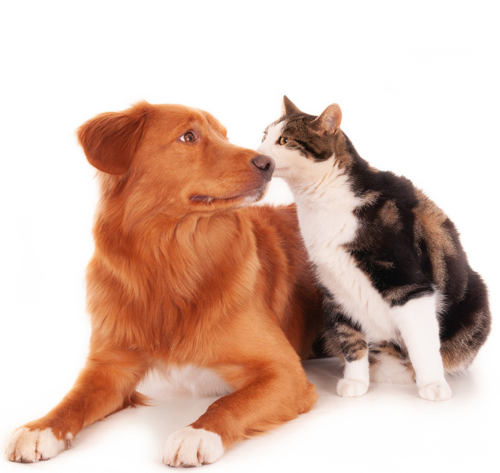 Pet Insurance for Dogs and Cats